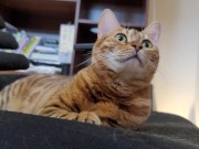 Furry bites you in intense play 5/16