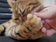 Furry bites you in intense play 8/16