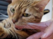 Furry bites you in intense play 9/16