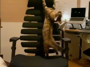 A kitty playing with a chair. 1/16