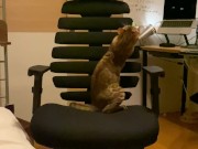A kitty playing with a chair. 10/16