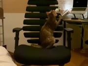 A kitty playing with a chair. 11/16