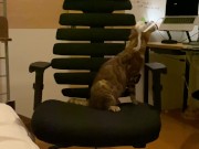 A kitty playing with a chair. 12/16