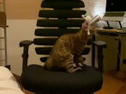 A kitty playing with a chair. 13/16