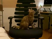 A kitty playing with a chair. 14/16