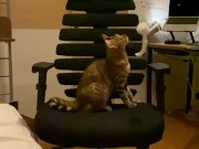 A kitty playing with a chair. 15/16
