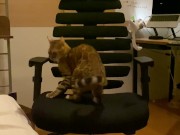 A kitty playing with a chair. 16/16
