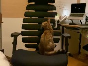 A kitty playing with a chair. 2/16
