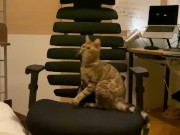 A kitty playing with a chair. 3/16