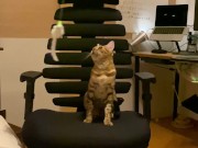 A kitty playing with a chair. 4/16