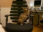 A kitty playing with a chair. 5/16