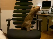 A kitty playing with a chair. 6/16