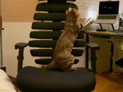 A kitty playing with a chair. 7/16