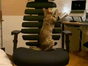 A kitty playing with a chair. 8/16
