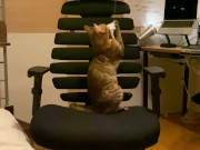 A kitty playing with a chair.