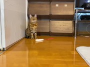 gets very excited when her favorite toy is brought out ........ 10/16