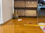 gets very excited when her favorite toy is brought out ........ 11/16