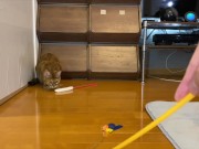 gets very excited when her favorite toy is brought out ........ 12/16