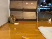 gets very excited when her favorite toy is brought out ........ 13/16