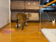 gets very excited when her favorite toy is brought out ........ 14/16