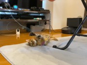 gets very excited when her favorite toy is brought out ........ 15/16