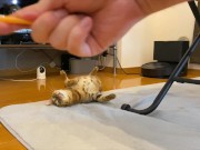 gets very excited when her favorite toy is brought out ........ 16/16