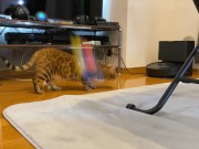 gets very excited when her favorite toy is brought out ........ 3/16