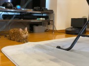 gets very excited when her favorite toy is brought out ........ 4/16