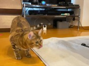 gets very excited when her favorite toy is brought out ........ 5/16