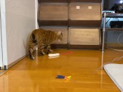 gets very excited when her favorite toy is brought out ........