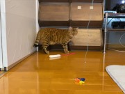 gets very excited when her favorite toy is brought out ........ 8/16