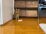 gets very excited when her favorite toy is brought out ........ 9/16