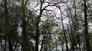 twink guy in forest