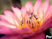 13___Naked___Cowboys 7/16