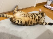 Kitty .. All in full view! 1/16