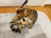 Kitty .. All in full view! 10/16