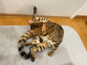 Kitty .. All in full view! 11/16