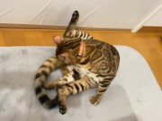 Kitty .. All in full view! 12/16