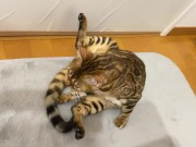 Kitty .. All in full view! 13/16