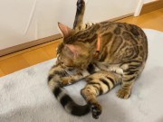 Kitty .. All in full view! 14/16