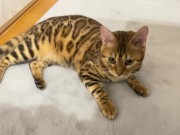 Kitty .. All in full view! 15/16