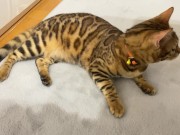 Kitty .. All in full view! 16/16