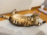 Kitty .. All in full view! 2/16