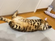 Kitty .. All in full view! 3/16