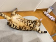 Kitty .. All in full view! 4/16