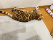 Kitty .. All in full view! 5/16