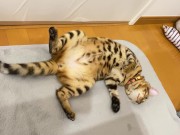 Kitty .. All in full view! 6/16