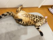 Kitty .. All in full view! 7/16