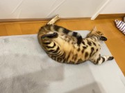 Kitty .. All in full view!