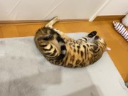 Kitty .. All in full view! 9/16